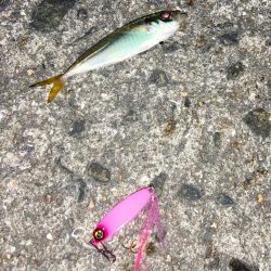 豆クネクネでライトショアジギにゃ！