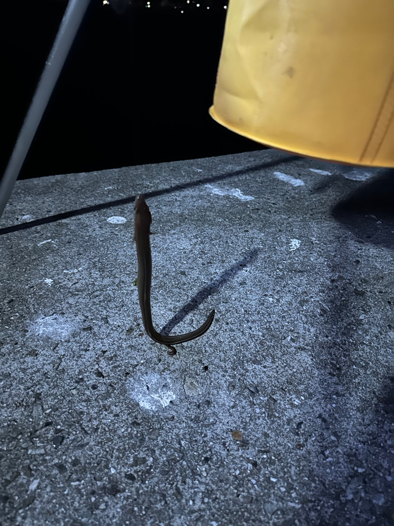 キス　夜釣り(投げ釣り)