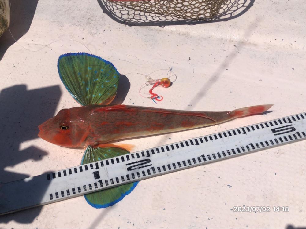 7/2 伊島沖ジギング&タイラバ