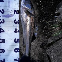 バグラチオンのインプレ（丸呑み）