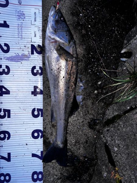 バグラチオンのインプレ（丸呑み）