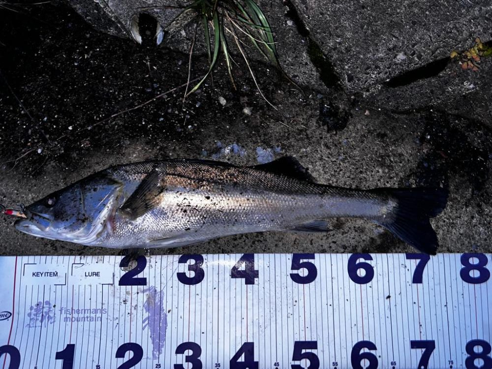 バグラチオンのインプレ(丸呑み)