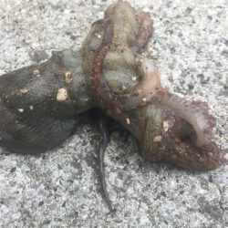 ロスト自己最多‥。