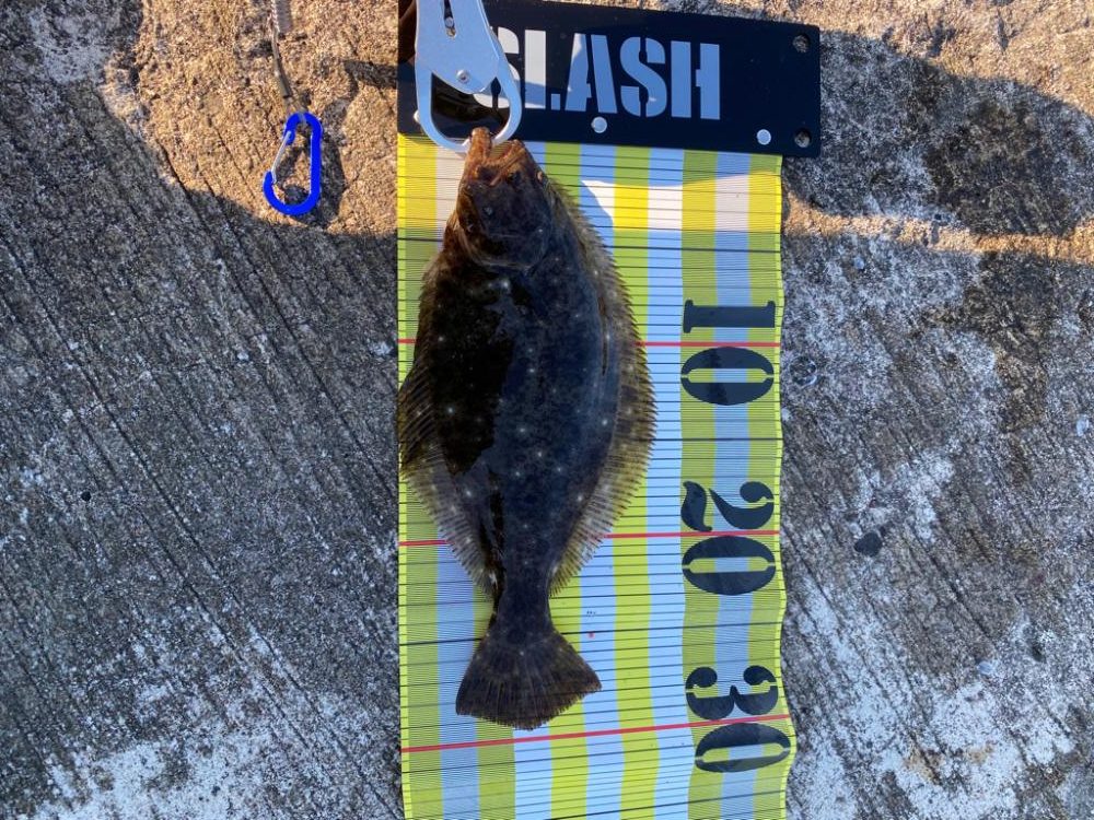 リアル魚鱗シリーズ始動