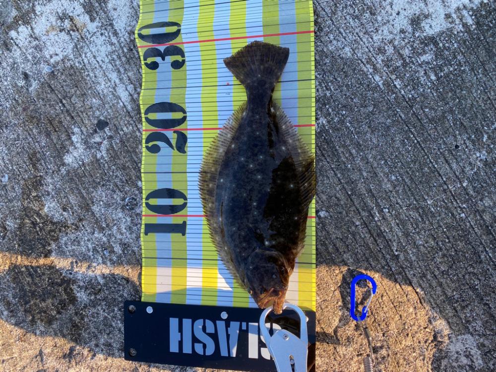 リアル魚鱗シリーズ始動