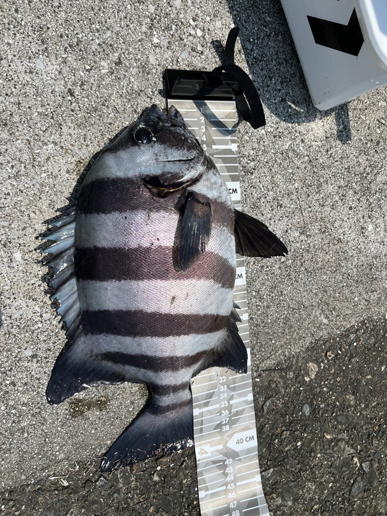 初かぶせ釣り🎣