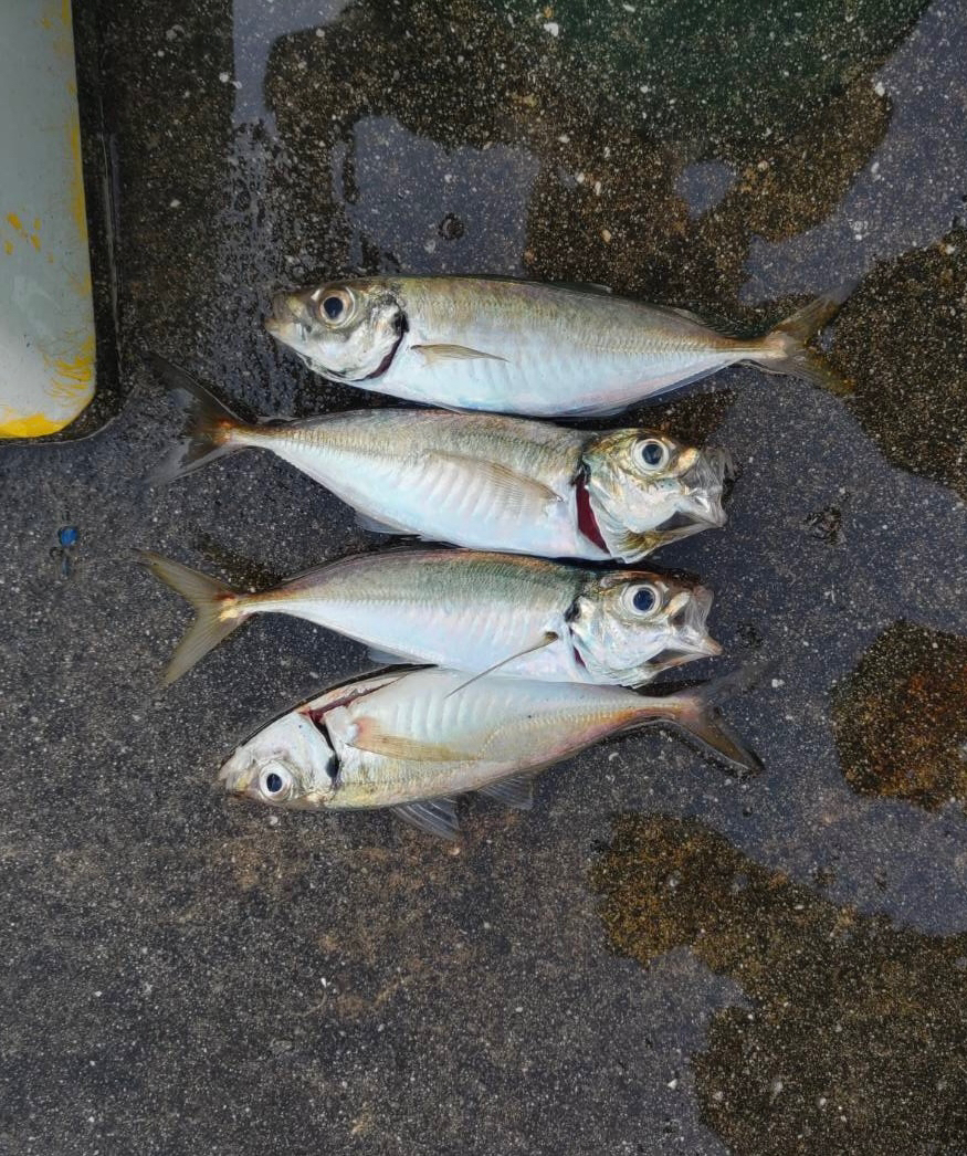 エビ撒きでセイゴ好調です