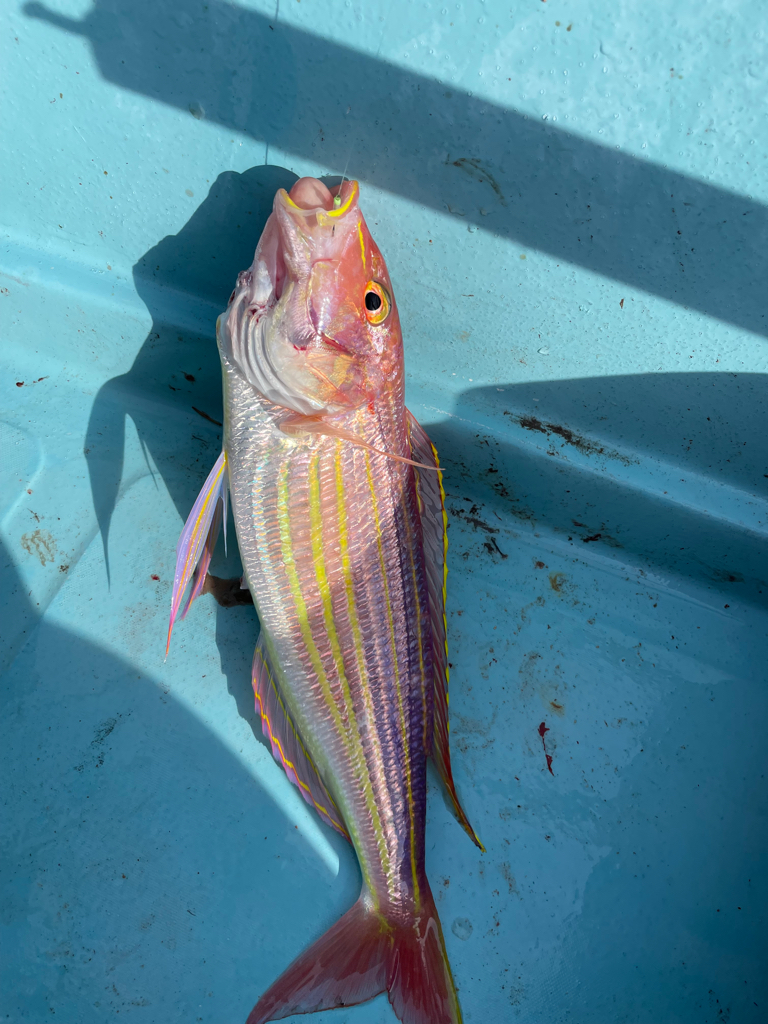 高知で初オフショア