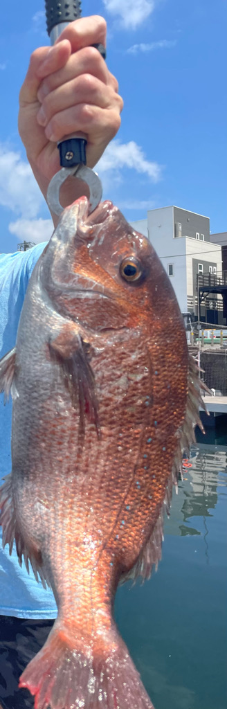 城ヶ島海上釣り堀