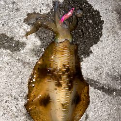 夏イカ調査ナイト実践