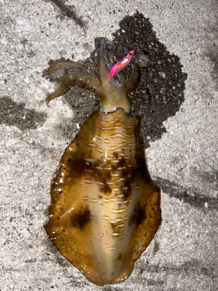 夏イカ調査ナイト実践