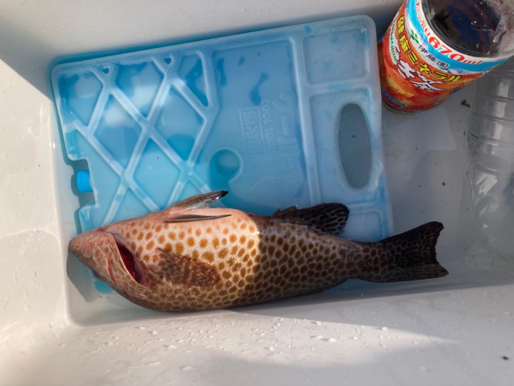 ショアジギング