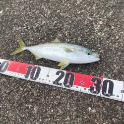 漁港でツバスゲット