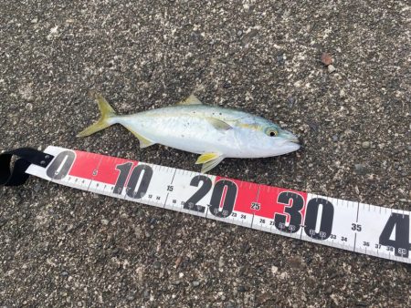 漁港でツバスゲット