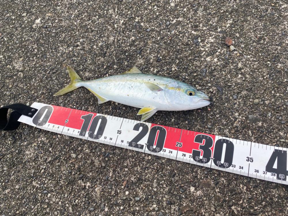 漁港でツバスゲット