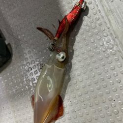 激渋イカメタル