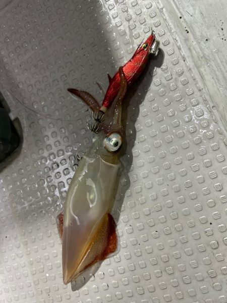 激渋イカメタル