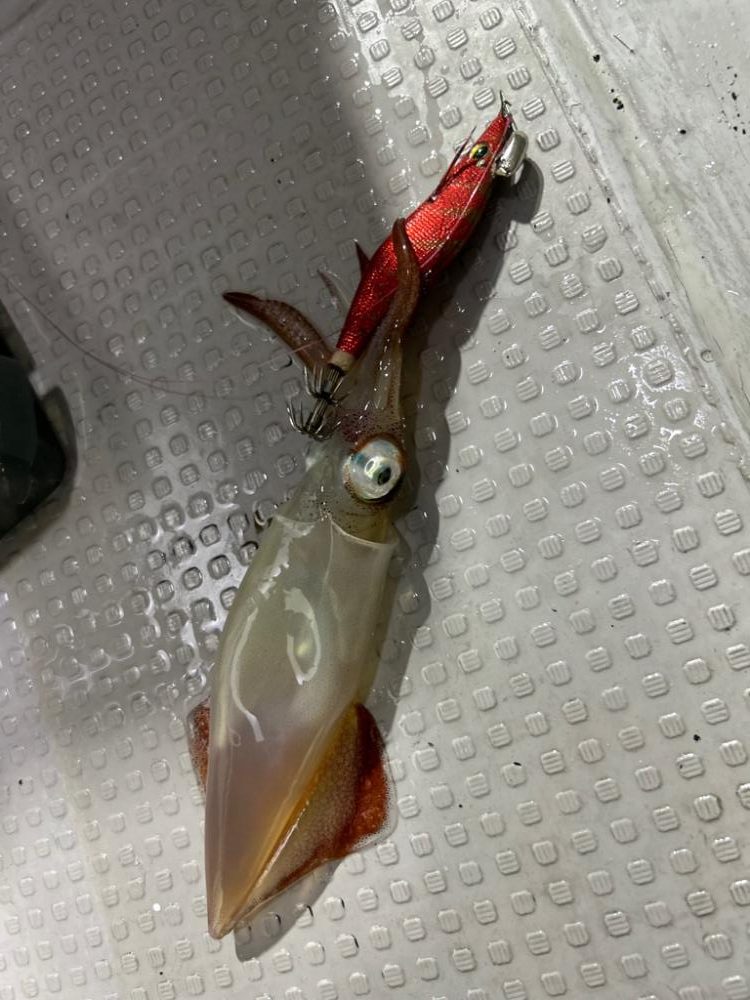 激渋イカメタル