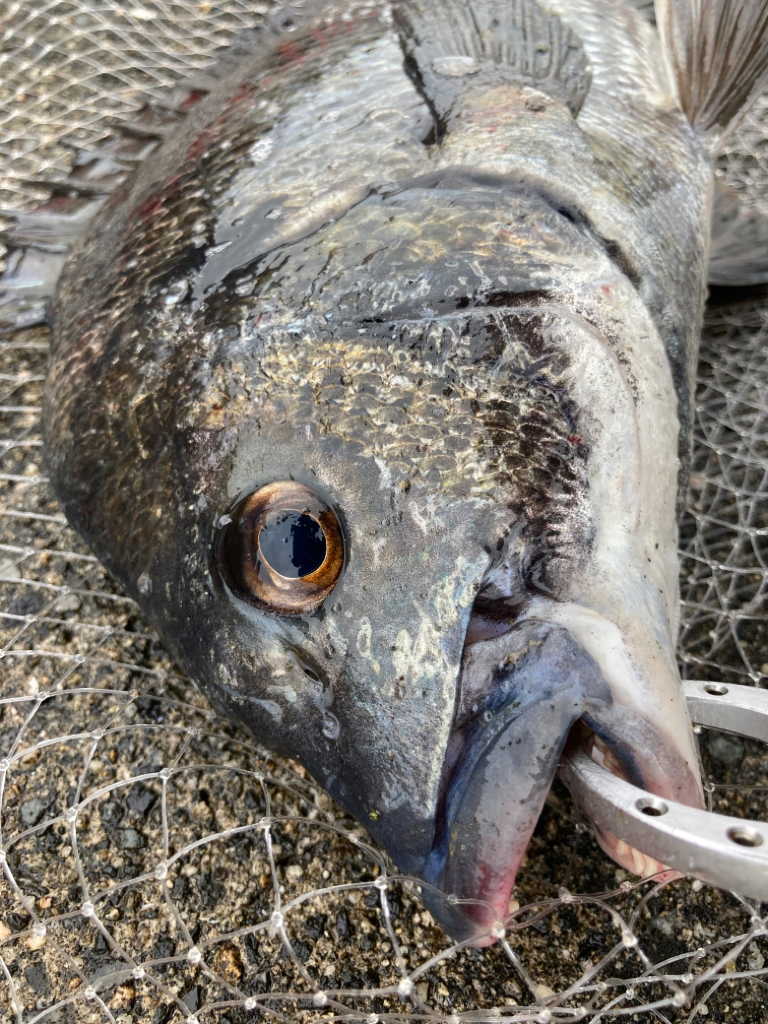 晴天の中エビ撒き