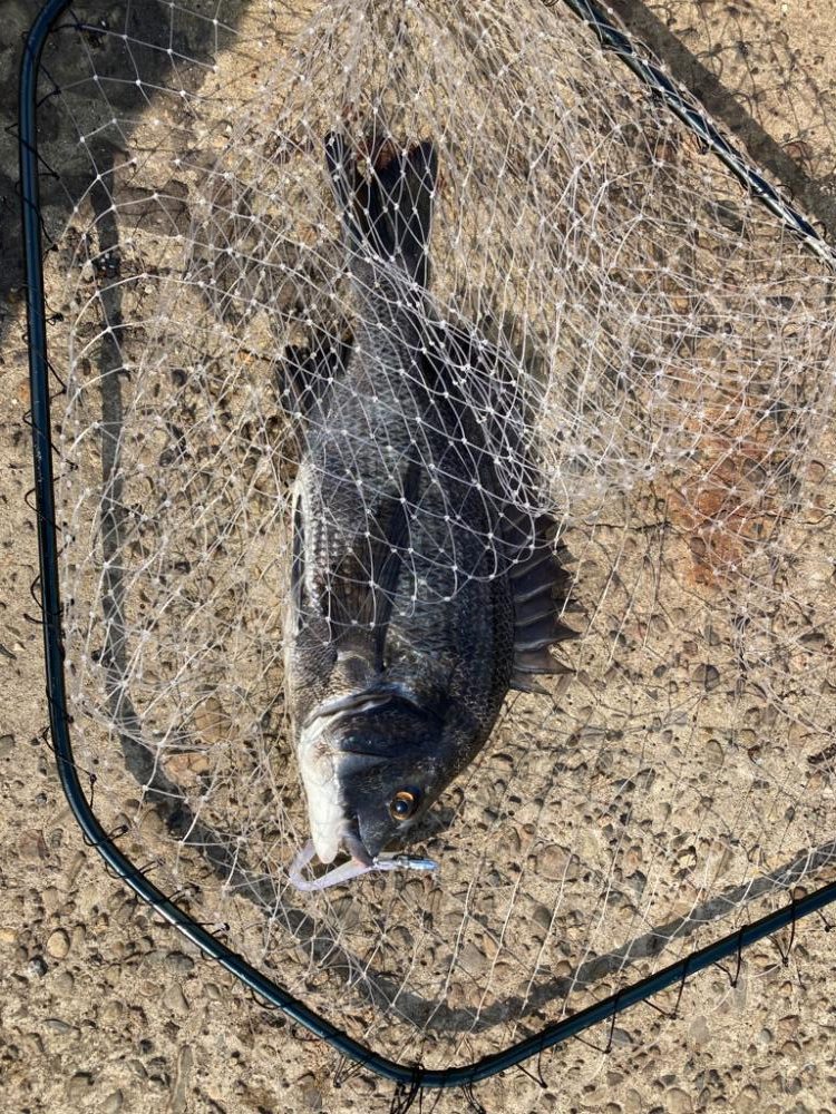 ⭐︎岸ジギサイコー