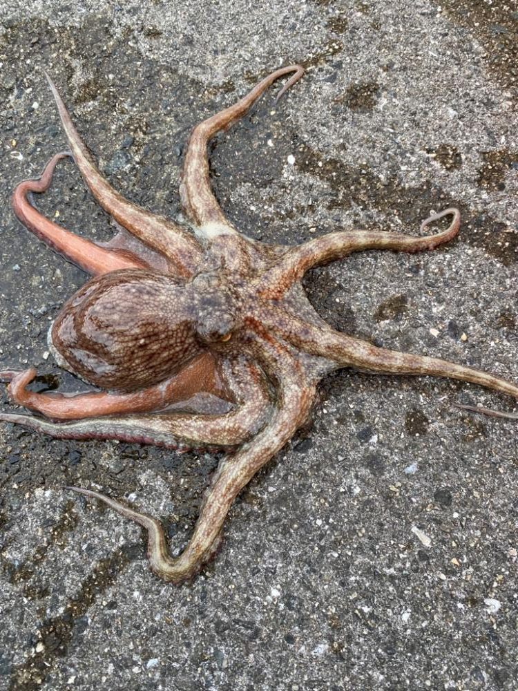 タコ爆釣するかと思いきや、、