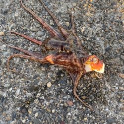 タコ新子まみれ？