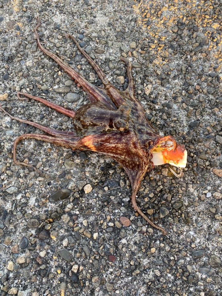 タコ新子まみれ?