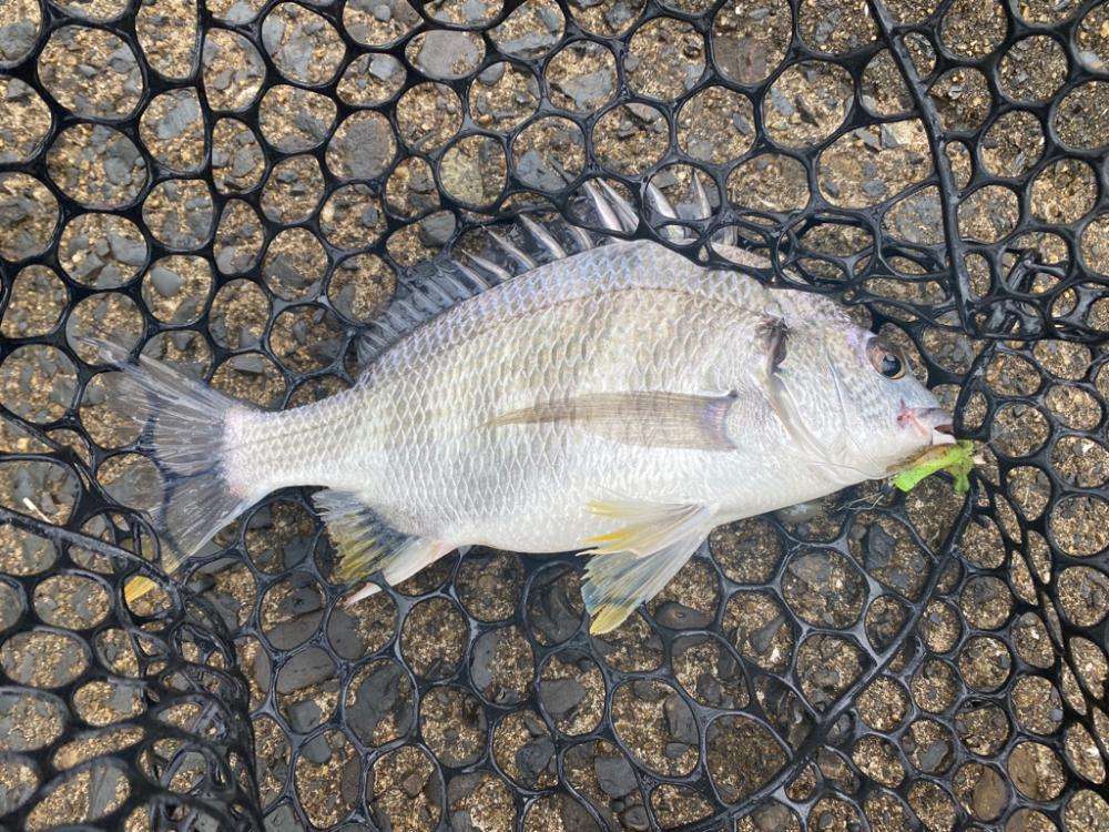 アタリの数だけなら過去最高に多かったチニング