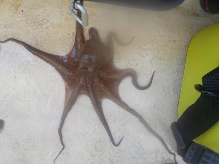 タコ今シーズン最終戦〜盛和丸〜