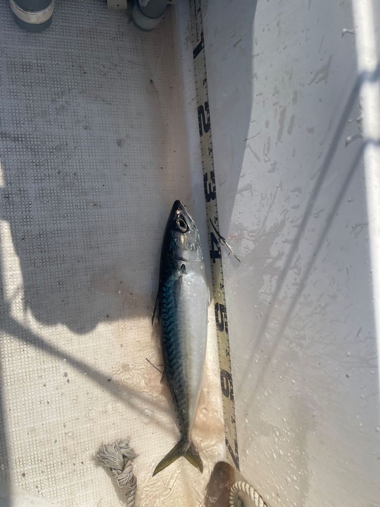 若狭湾マイボート鯖だらけ