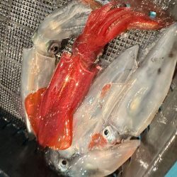 白イカ釣行