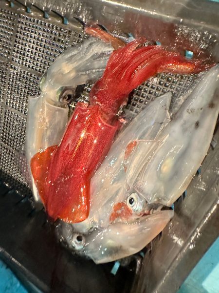 白イカ釣行