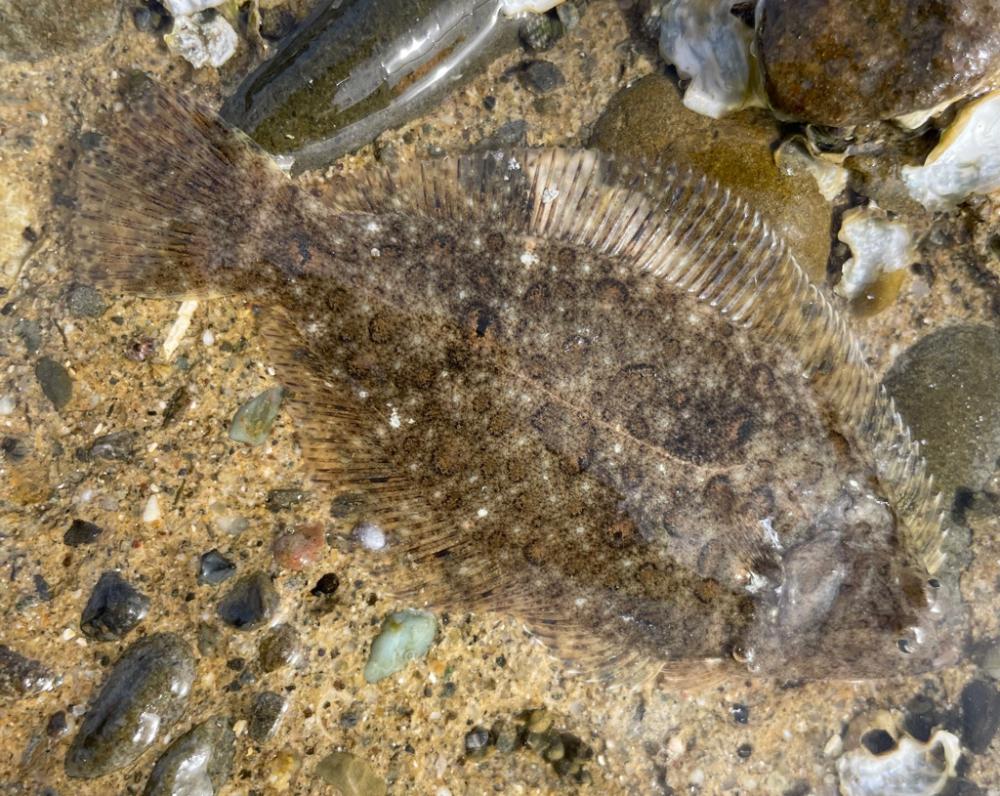 ウルトラライトキス