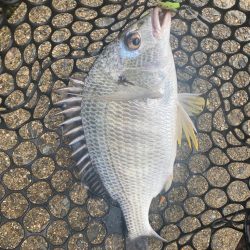 チニング　楽しい