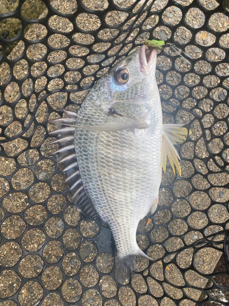 チニング 楽しい