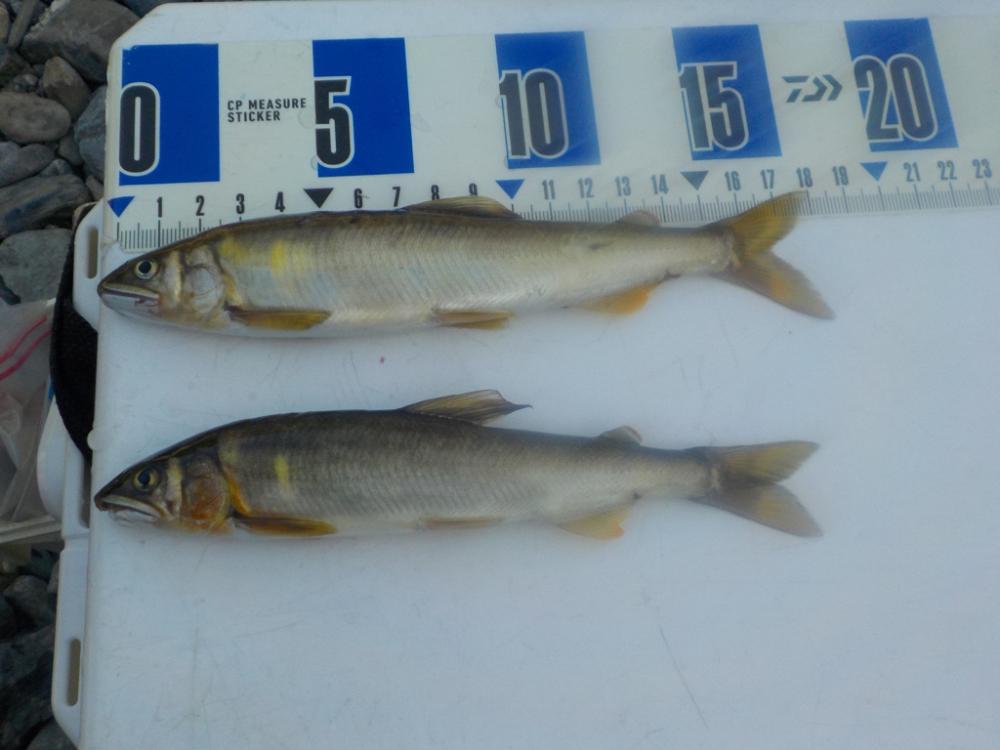 美山鮎釣行第2戦