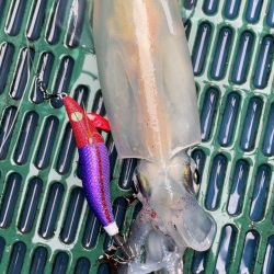 初めての船イカ釣り