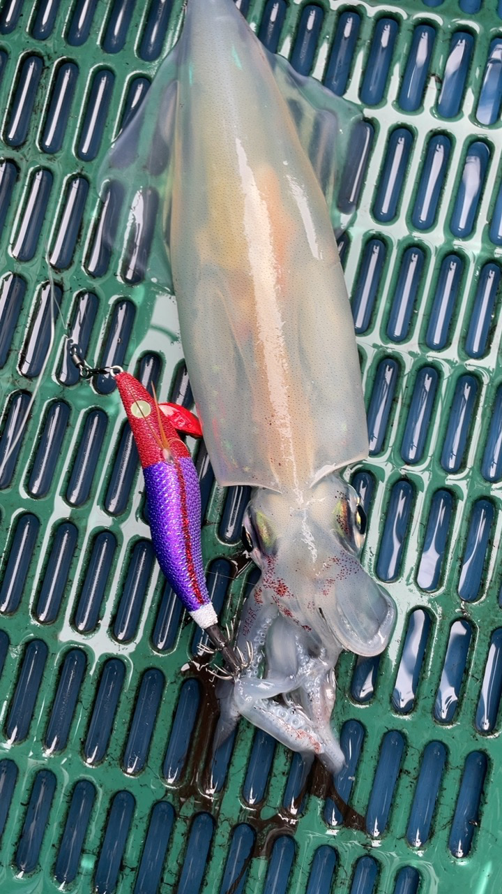 初めての船イカ釣り