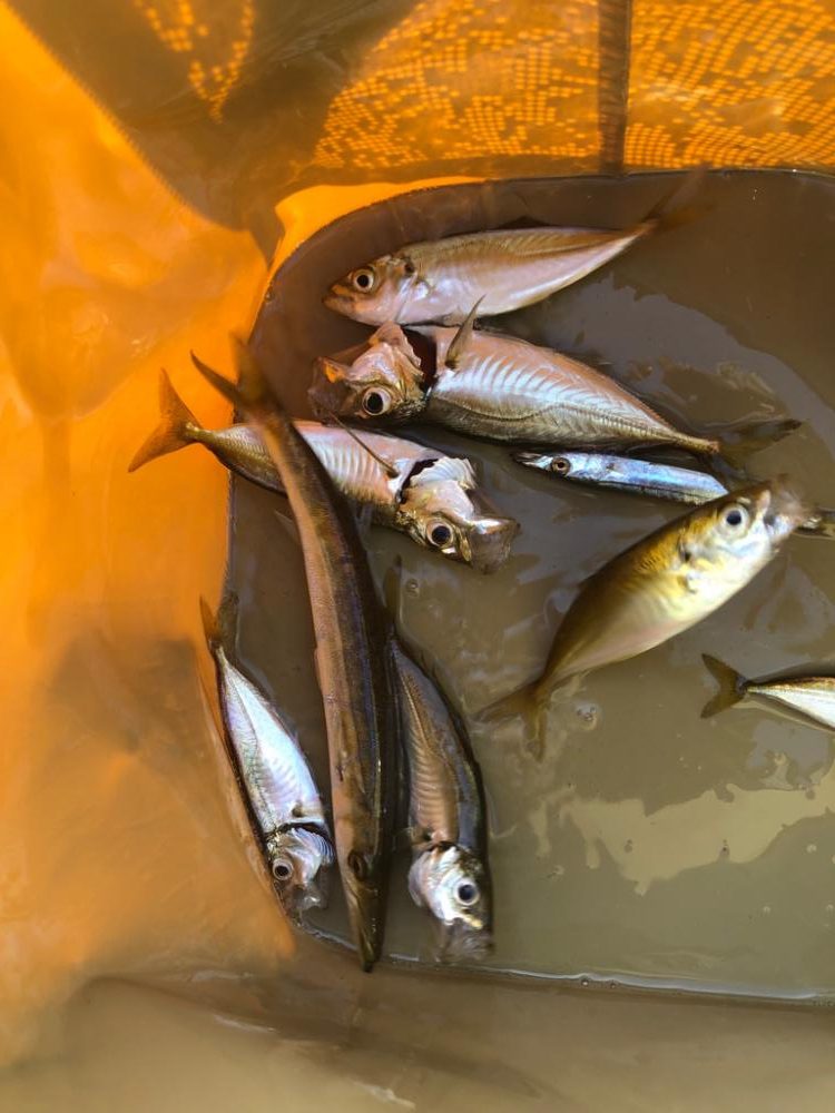 極小ジグサビキで多魚種ゲット！