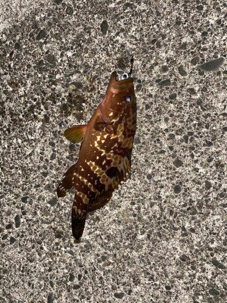 キジハタゲーム