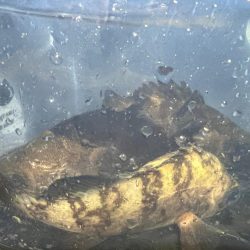 鯵を探して三千里 Vol.48