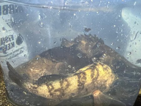 鯵を探して三千里 Vol.48