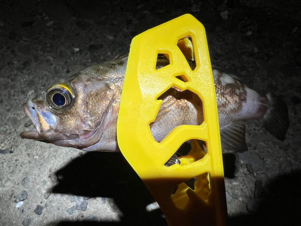 鯵を探して三千里 Vol.53