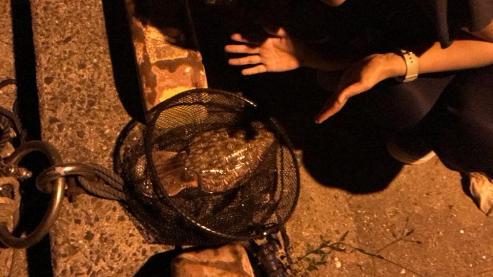 生口島エギングキロアップゲット