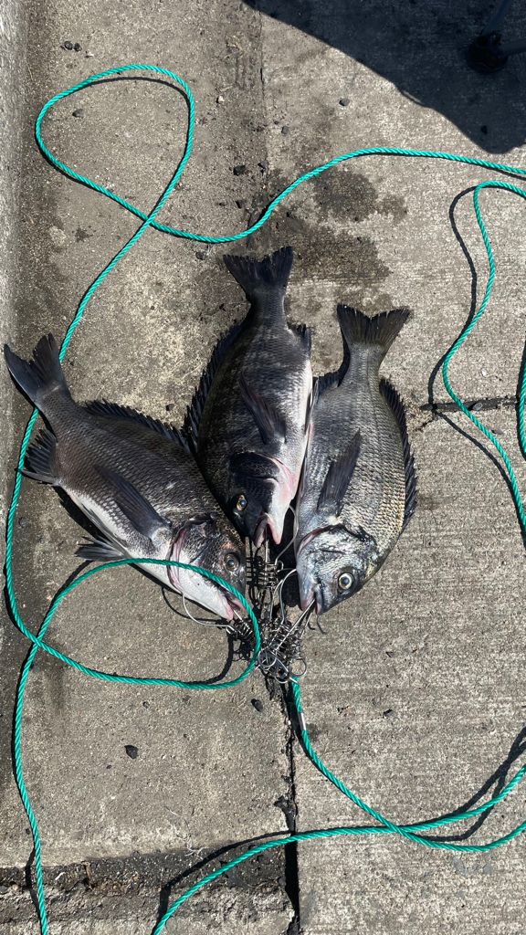 フカセ釣り のち 紀州釣り⁈