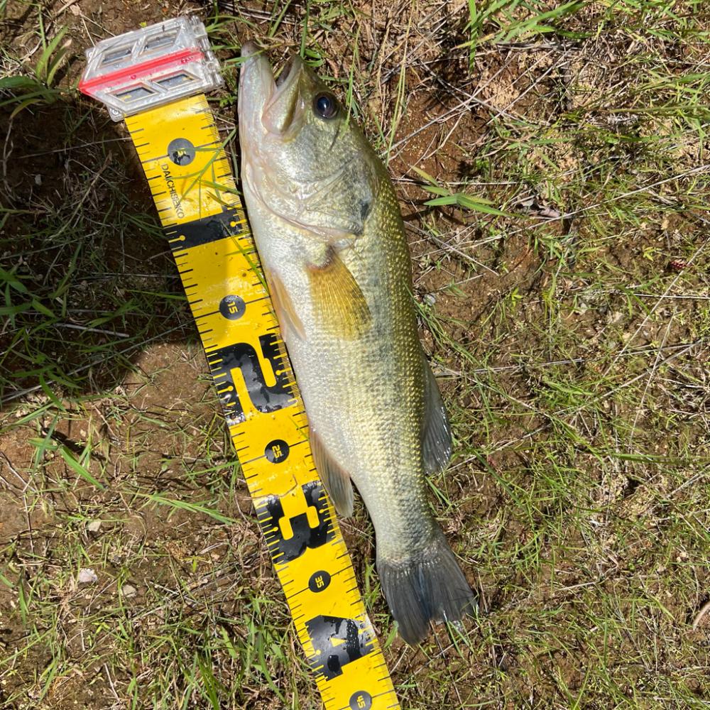 アーリーサマー🌻