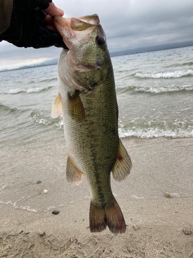 荒れた琵琶湖で巻きの釣り