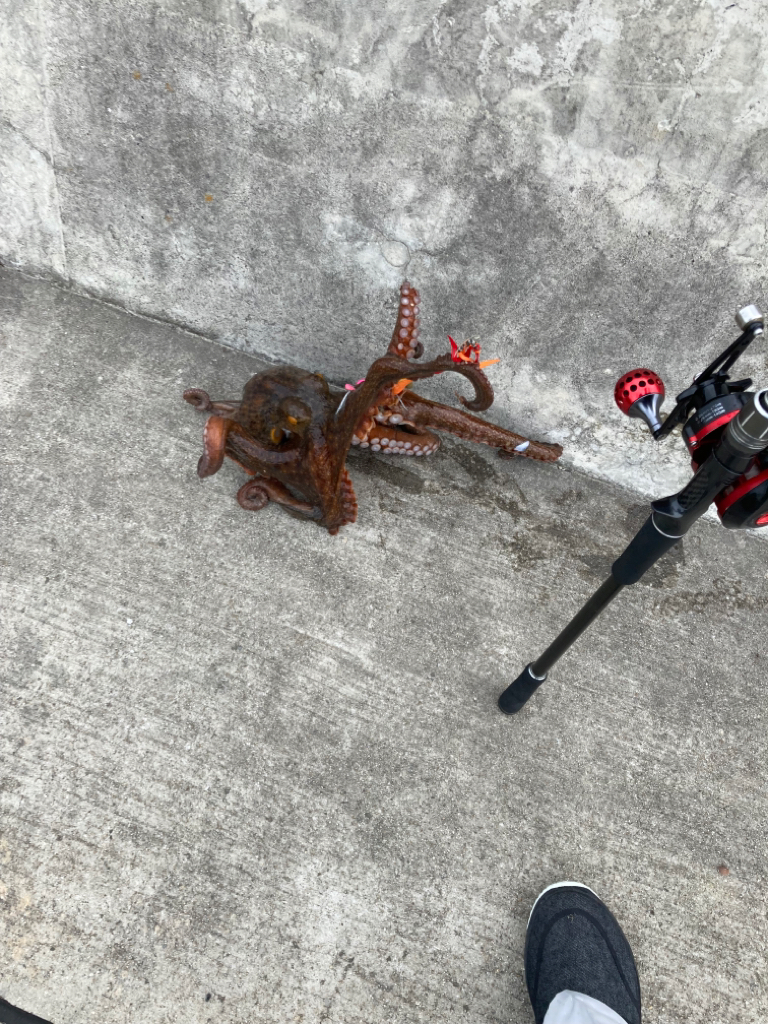 帰って来たタコ！