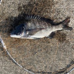 波止の足元フカセ