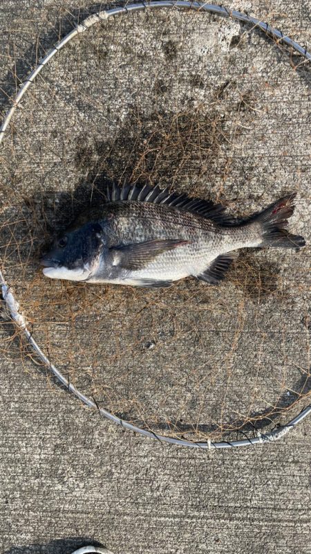 波止の足元フカセ